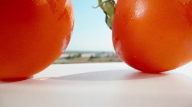 The camera glides under the tomatoes on the branch. Blue sky. Dolly slider extreme close-up. Laowa Probe.