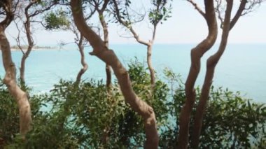 View of the sea from the cliff, through the trees. sunny day