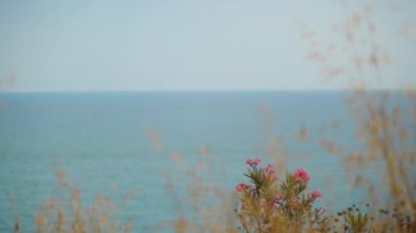 View of the sea from the cliff through the flowers. Sun Day