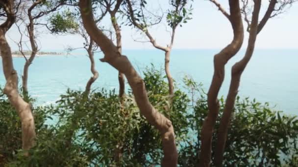 Vista Mar Partir Penhasco Através Das Árvores Dia Ensolarado — Vídeo de Stock