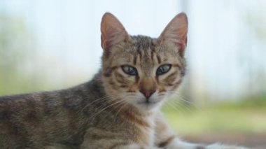 A tabby cat rests in the shade.