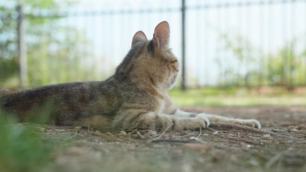 Кіт Таббі Відпочиває Тіні — стокове відео
