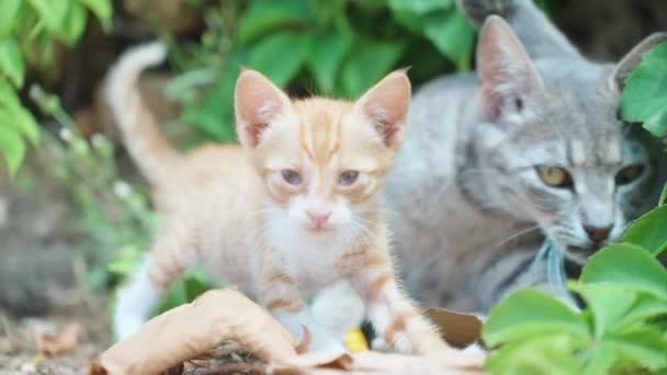 Grey Cat Gets Walks Forward Ginger Kitten Stops Her Slow — Stock videók