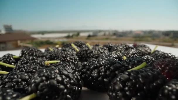 Mulberries Table Strawberries Fall Blue Sky Summer Sunny Weather Dolly — Stock Video