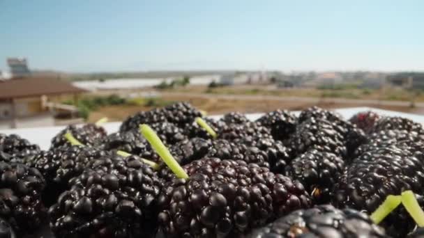 Mulberries Table Blue Sky Summer Sunny Weather Dolly Slider Extreme — Stock Video