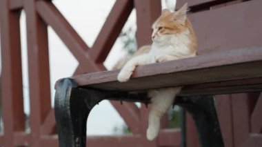 A white-red cat sleeps funny on a bench by the sea, hanging one paw.