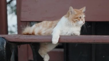 A white-red cat sleeps funny on a bench by the sea, hanging one paw.