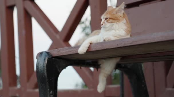 White Red Cat Sleeps Funny Bench Sea Hanging One Paw — Stock videók
