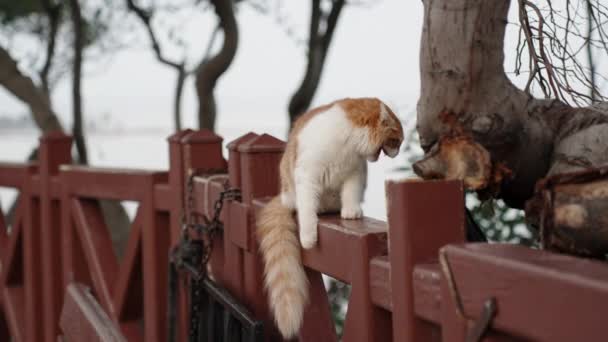 White Red Cat Sits Fence Hisses Someone Runs Away Summer — Video