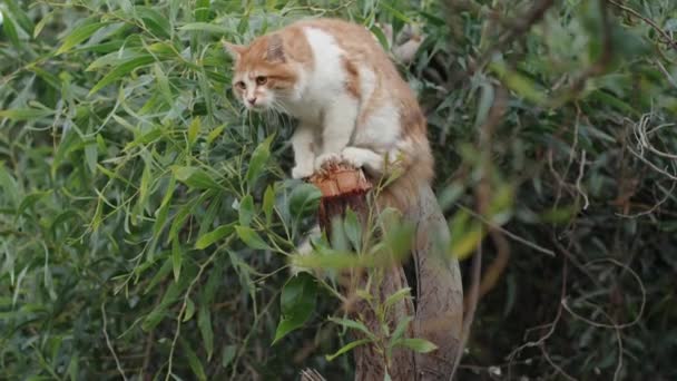 White Red Cat Sits Tree Summer Green Trees — ストック動画