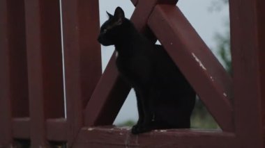 A black cat sits on a wooden fence. Meows and licks oneself. Big yellow eyes. Summer, vacation.