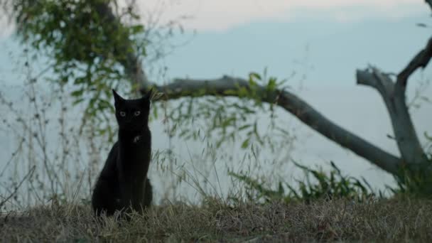 Black Cat Sits Grass Looks Tree Has Tilted Soon Fall — Stockvideo