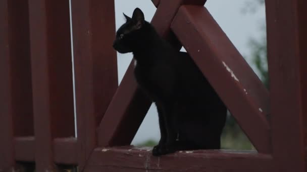 Black Cat Sits Wooden Fence Meows Licks Oneself Big Yellow — Stockvideo
