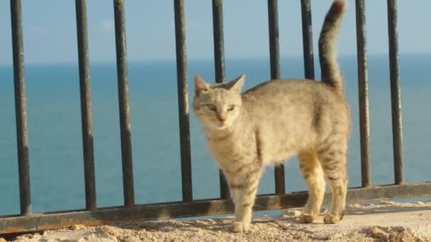 灰色の猫が金属製の柵を歩いている 海は背景にあります 晴れた日 — ストック動画