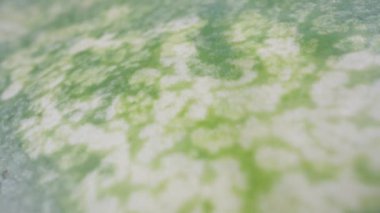 Yeşil karpuz kabuğu. Dolly Slider aşırı yakın çekim. Laowa Sondası. Yavaş çekim.