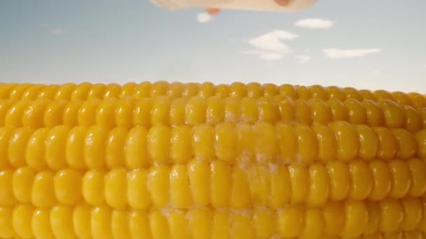 Посипаю Сіль Гарячому Кукурудзяному Коб Літо Сонце Блакитне Небо Крупним — стокове відео