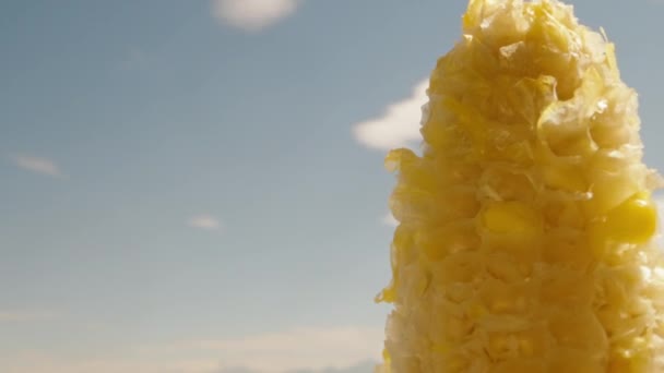 Een Maïsstengel Draait Tegen Een Blauwe Lucht Zomer Zonnige Dag — Stockvideo