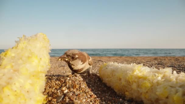 麻雀在靠近大海的沙滩上采集谷物 然后飞走了 后续行动 — 图库视频影像