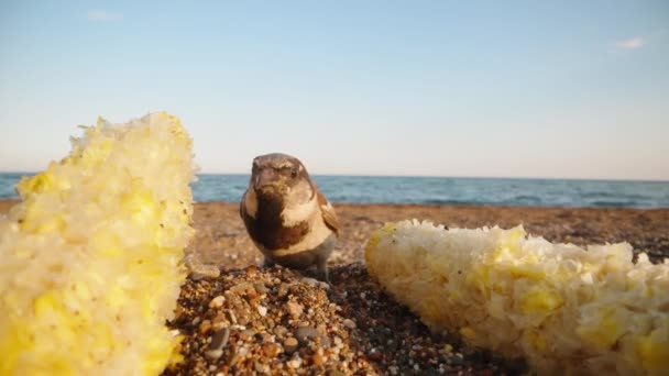 两只玉米芯在海边的沙滩上 麻雀很害怕 跳了起来 后续行动 — 图库视频影像