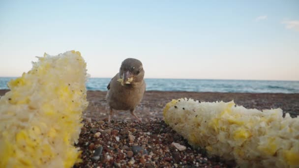 麻雀在海边的沙地上采摘两个玉米芯 用嘴采摘玉米 后续行动 — 图库视频影像