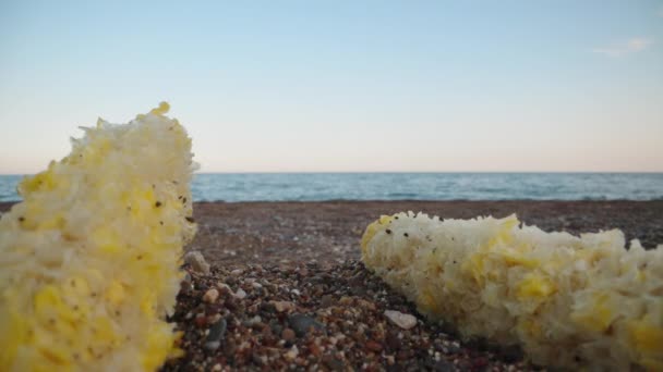 两只玉米芯在海边的沙滩上 麻雀看着摄像机 尖叫着 后续行动 — 图库视频影像