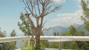 Dağları ve çam ağaçlarını gören bir panorama. Yaz yürüyüşü, tatil.
