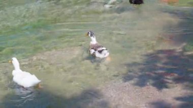 Temiz suyu olan sığ bir nehir. Ördekler akıntıya karşı yüzerler. Parkta yürü..