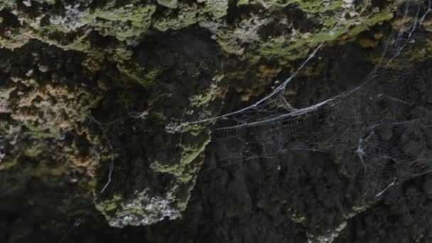 洞窟の金庫室だ 巨大なクモの巣だ 石は苔で覆われている 動議中 — ストック動画