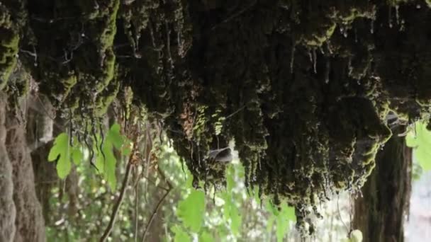 洞窟の中だ モスは天井からぶら下がっている 水が滴り落ちている クモの巣の中だ 動議中 — ストック動画