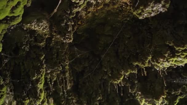 洞窟の金庫室だ 巨大なクモの巣だ 石は苔で覆われている 動いてる スローモ — ストック動画
