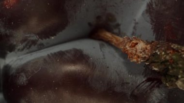 Güneşin altında büyük bir erik ve mavi gökyüzü. Erik sapı. Dolly Slider aşırı yakın çekim. Laowa Sondası