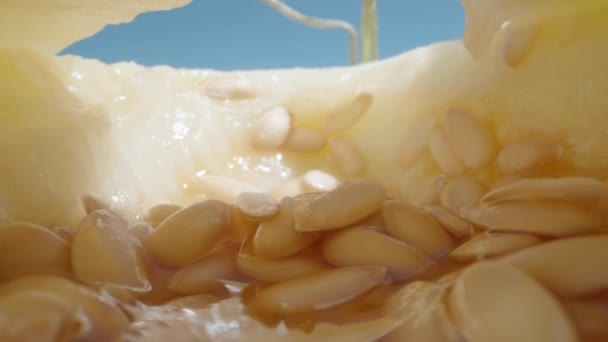 Внутри Дыни Семена Кусок Лежит Вершине Камера Внутри Долли Слайдер — стоковое видео