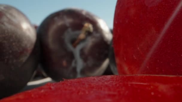Stora Plommonfrukter Ett Plommon Klipps Röd Saftig Massa Dolly Reglaget — Stockvideo
