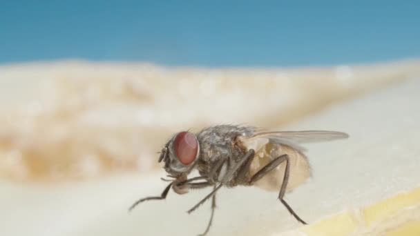 Μια Μύγα Κάθεται Ένα Κομμάτι Πεπόνι Και Τρίβει Τις Προβοσκίδες — Αρχείο Βίντεο
