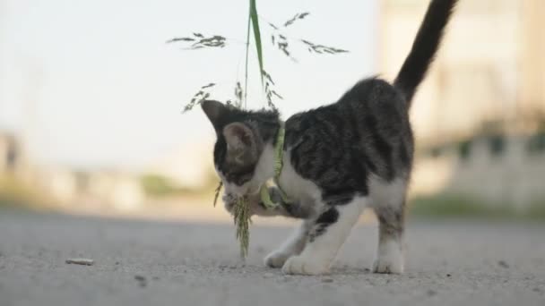 目のない子猫は草で遊ぶ クローズアップスローモーション — ストック動画