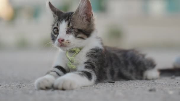 Kotek Bez Jednego Oka Leży Asfalcie Rozgląda Się Zbliżenie — Wideo stockowe