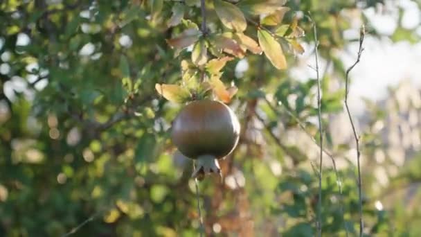 绿石榴果在树上随风飘荡 — 图库视频影像
