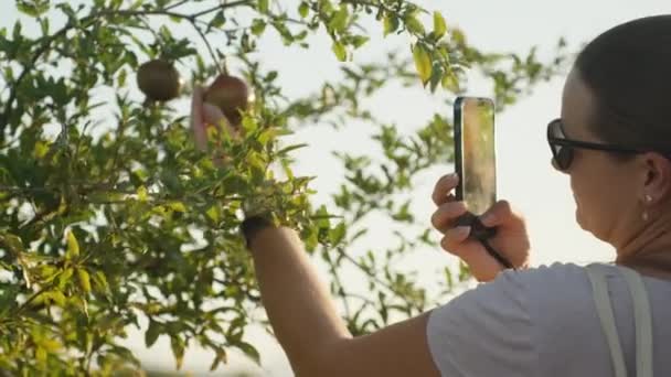 Jovem Fotografa Fruto Uma Romã Pendurada Uma Árvore — Vídeo de Stock