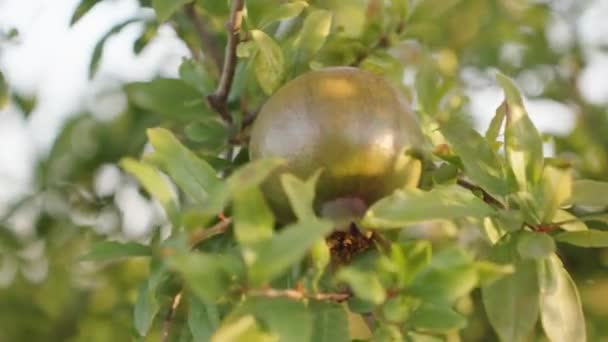 Green Pomegranate Fruit Tree Sways Wind Close — Stock Video