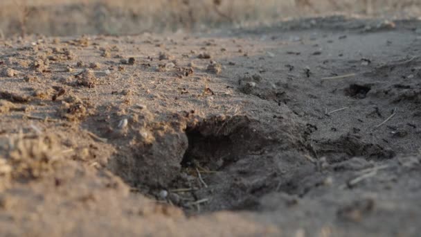 Ants Work Sunset Dragging Various Objects Burrow Close — Stock Video