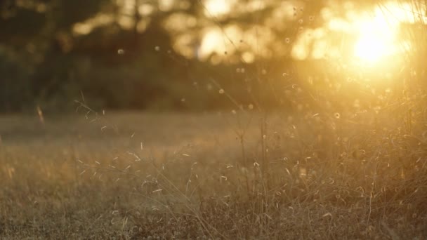 夕日のラグーラス植物の乾燥した茂み クローズアップ 動議中 — ストック動画