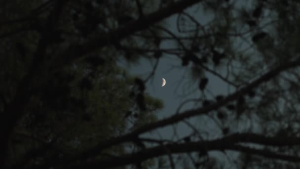 月の半分は 森の中にコーンと針葉樹の木を通して見える — ストック動画
