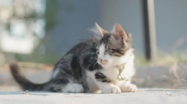 Gözü olmayan çizgili ve tüylü kedi yavrusuna bir parça tavuk veriliyor. Yemek yiyor ve etrafa bakıyor. Yakın plan..