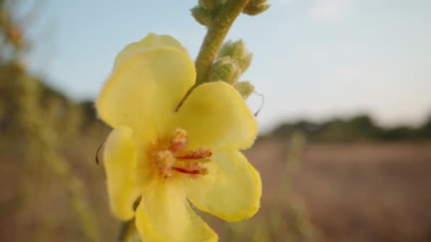 Verbascum Blattaria Moth Mullein Λουλούδι Ταλαντεύεται Στον Άνεμο Ηλιοβασίλεμα Μια — Αρχείο Βίντεο