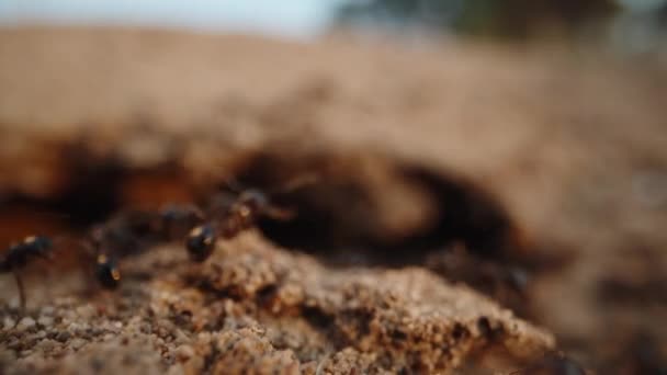 沙地上的一群黑蚂蚁 日落和特写 重点转移到背景上 — 图库视频影像