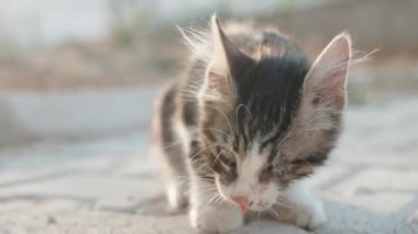 Gözü olmayan çizgili ve tüylü kedi yavrusu, bir parça tavuk yiyor. Hareket halinde yakın plan