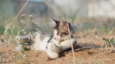 Çizgili ve kabarık tüylü bir kedi yavrusu, güneşte çimlerle oynuyor. Hareket halinde yakın plan