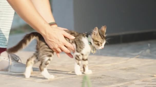 Young Woman Takes Kitten Eye Her Arms Waves His Paws — Stock Video