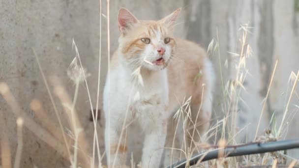 Pisică Roșie Iarbă Căscat Scară Largă Frunze Aproape Mișcare Lentă — Videoclip de stoc