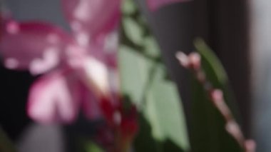 Zehirli pembe Neryum çiçeği, evinde vazonun içinde duruyor. Dolly Slider aşırı yakın çekim. Laowa Sondası